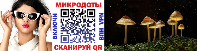 Галлюциногенные грибы Psilocybe Бийск